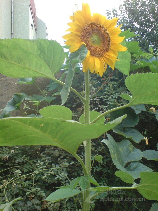 索爱K790c短信铃声音量如何调大小?-索爱k79