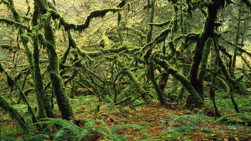 海中有树疯狂猜成语_看图猜成语(2)